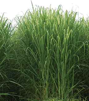 Louisiana Sugarcane Variety Identification Guide 2020: ​L 01-299
